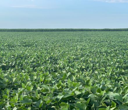 Campo en venta