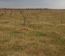 Carlos Casares, 800 has. Mixto